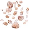 Natural Mixed Style Cowrie Cowry Seashells Oval Spiral Shells with Holes for Jewelry Making BSHE-PH0003-04-1