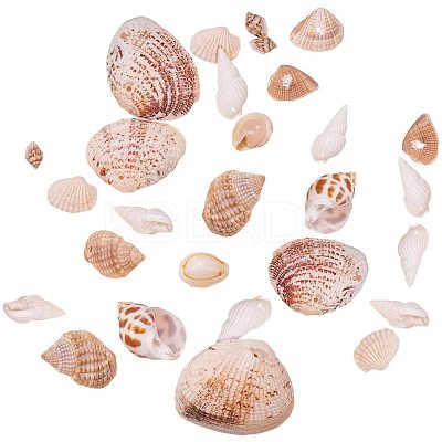 Natural Mixed Style Cowrie Cowry Seashells Oval Spiral Shells with Holes for Jewelry Making BSHE-PH0003-04-1