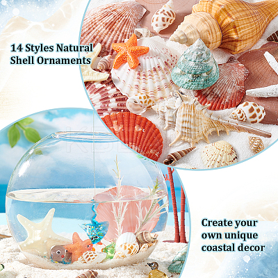 14 Styles Natural Shell Ornaments AJEW-PH0011-89-1