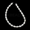 Natural Trochid Shell/Trochus Shell Beads Strands SH-CBA2978-09-3