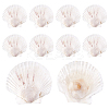 Natural Shell Display Decorations SSHEL-WH0001-39D-1