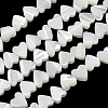 Natural Trochid Shell/Trochus Shell Beads Strands SH-CBA2978-10-1