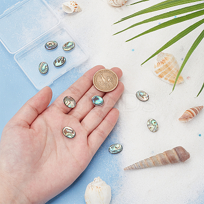 10Pcs Natural Paua Shell Cabochons FIND-BC0005-54-1