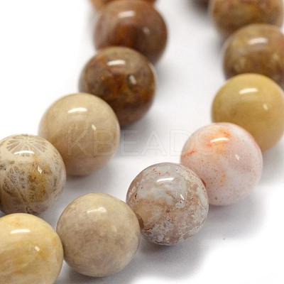 Natural Fossil Coral Beads Strands G-G763-12-6mm-1