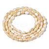 Natural Trochid Shell/Trochus Shell Beads Strands SSHEL-S266-021B-01-2