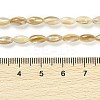 Natural Freshwater Shell Beads Strands X-BSHE-G036-03-4