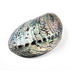 Natural Paua Shell Beads SSHEL-Q298-22-2