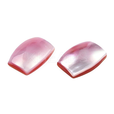 Natural Turbo Cornulus/Top Shells Cabochons SSHEL-N003-153B-1