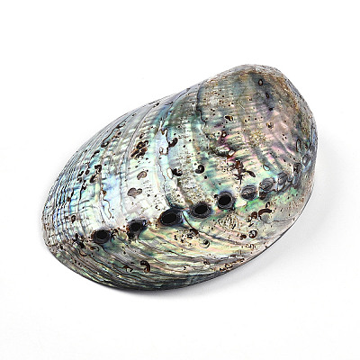 Natural Paua Shell Beads SSHEL-Q298-22-1