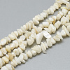 Freshwater Shell Beads Strands SHEL-S270-20-1