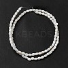Natural Freshwater Shell Beads Strand BSHE-E026-16B-3
