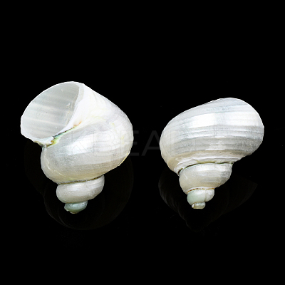 Natural Spiral Shell Beads SSHEL-N034-126-1