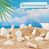 Natural Shell for Crafting Fish Tank Vase Fillers DIY-WH0002-98-4