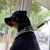 4Pcs 4 Colors Polyester Cord Braided Dog Harness Collar Leash Connector AJEW-GO0001-38-7