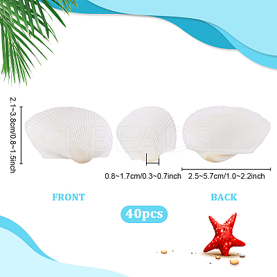 40Pcs Natural Shell for Aquarium Fish Tank Ornaments SHEL-PH0001-69B-1