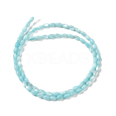 Natural Trochus Shell Beads Strands SHEL-K006-19D-1