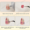 1 Set 12 Colors Shell Slices MRMJ-SP0001-05A-4