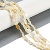 Natural Trochus Shell Beads Strands BSHE-H109-05-2