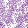Transparent Inside Colours Glass Seed Beads X1-SEED-H003-04E-3