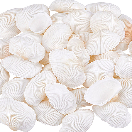 40Pcs Natural Shell for Aquarium Fish Tank Ornaments SHEL-PH0001-69B-1