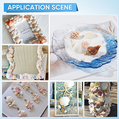 Natural Spiral Shell DIY Decorative Craft Material SHEL-SP0001-02-1