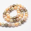 Shell Pearl Bead Strands BSHE-L017-12-2
