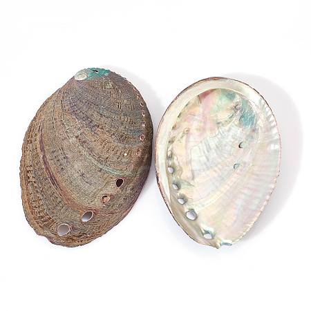 Natural Abalone Shell Display Decoration DJEW-WH0015-105-1