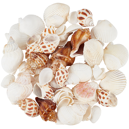 Natural Spiral Shell DIY Decorative Craft Material SHEL-SP0001-02-1