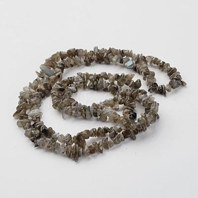 Natural Labradorite Chips Beads Strands X-F069-1