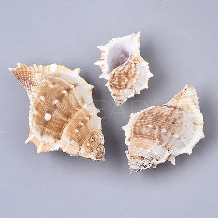 Natural Conch Shell Beads SSHEL-T015-04-1