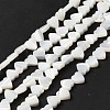 Natural Trochid Shell/Trochus Shell Beads Strands BSHE-E026-19-1