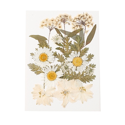 Pressed Dried Flowers DIY-YWC0001-100-1