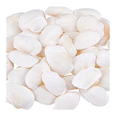 40Pcs Natural Shell for Aquarium Fish Tank Ornaments SHEL-PH0001-69B-1