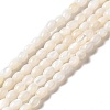 Natural Freshwater Shell Beads Strand BSHE-E026-16B-2
