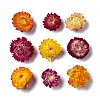 Dried Flowers DIY-D052-26-2