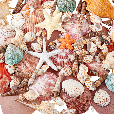 14 Styles Natural Shell Ornaments AJEW-PH0011-89-1