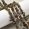 Natural Labradorite Beads Strands G-P332-23-7