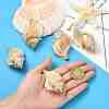 5Pcs Natural Sea Shell Big Pendants with Golden Brass Edge BSHE-YW0001-16-5