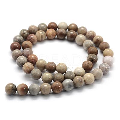 Natural Fossil Coral Beads Strands G-G763-12-6mm-1