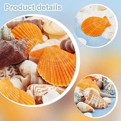 Natural Shell Display Decorations DJEW-WH0063-35-1