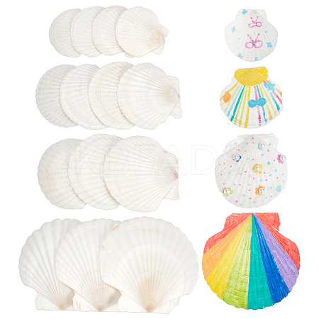 14Pcs 4 Styles Natural Shell Painting Accessories DIY-NB0012-05-1