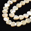 Natural Trochid Shell/Trochus Shell Bead Strands SSHEL-N034-92B-01-3