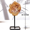 Natural Petrified Wood Display Decoration DJEW-C021-02F-1