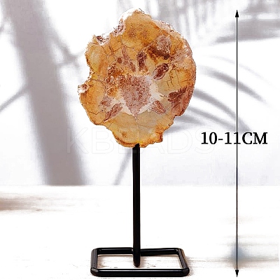 Natural Petrified Wood Display Decoration DJEW-C021-02F-1