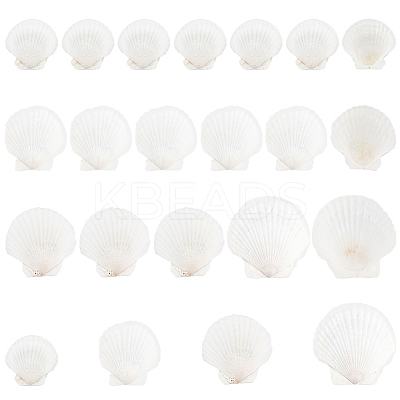 20Pcs 4 Style Natural Scallop Shells SSHEL-PH0001-23-1
