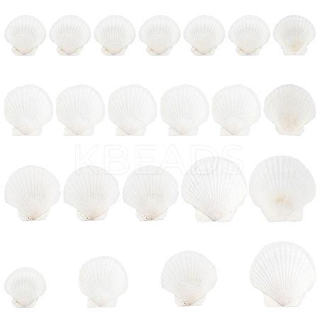 20Pcs 4 Style Natural Scallop Shells SSHEL-PH0001-23-1