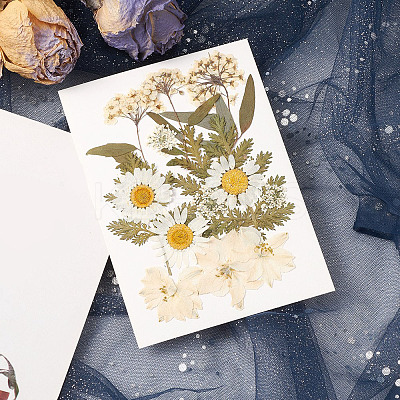 Pressed Dried Flowers DIY-YWC0001-100-1