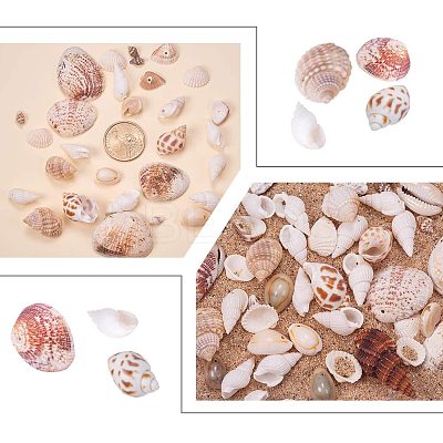 Natural Mixed Style Cowrie Cowry Seashells Oval Spiral Shells with Holes for Jewelry Making BSHE-PH0003-04-1