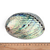 Natural Paua Shell Beads SSHEL-Q298-22-4