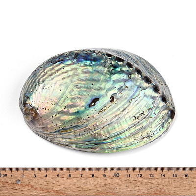 Natural Paua Shell Beads SSHEL-Q298-22-1
